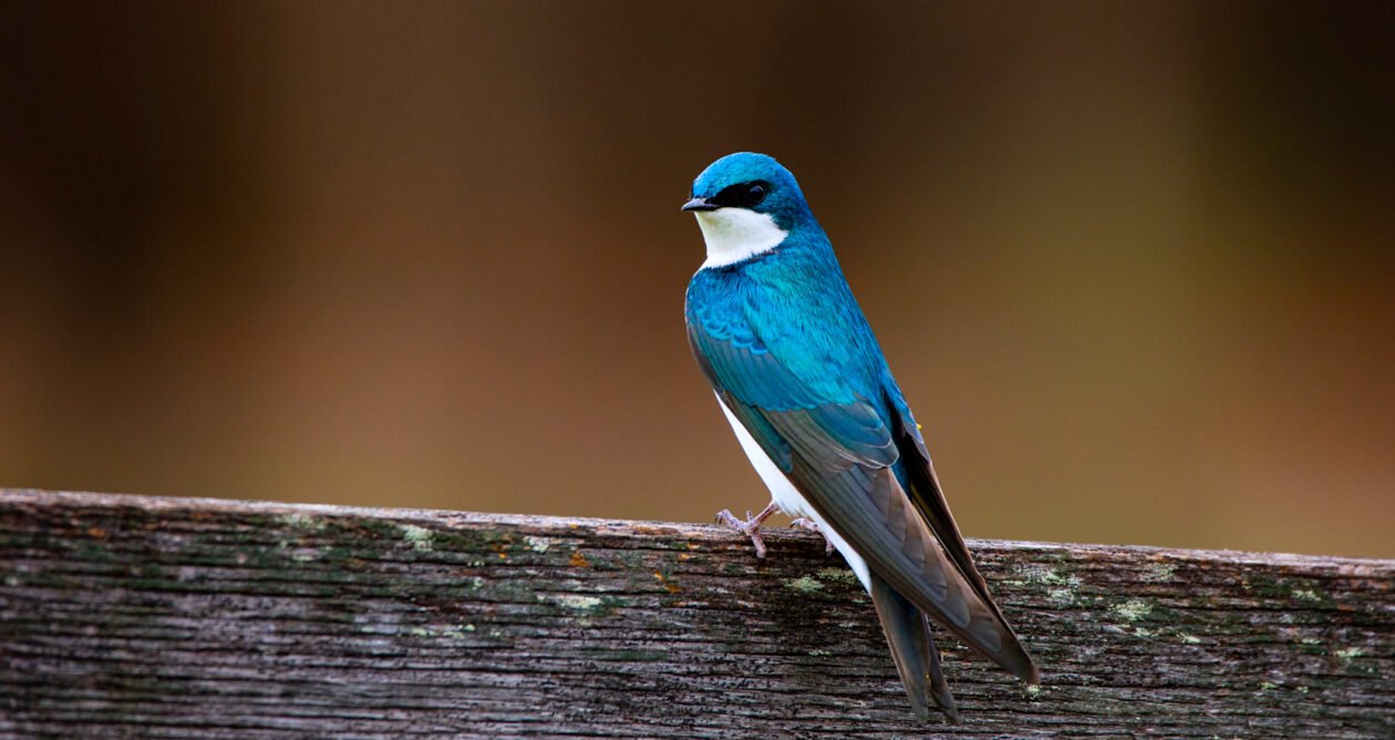 Bird Watching N.C.