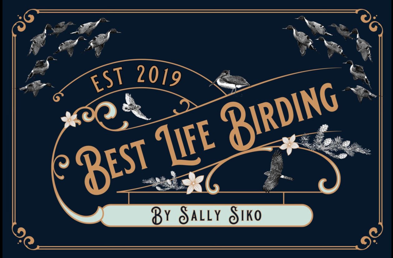 Best Life Birding- Birdwatching Tours