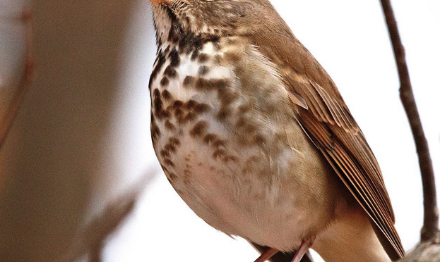 Wintertime trills- Hermit Thrush’s in North Carolina