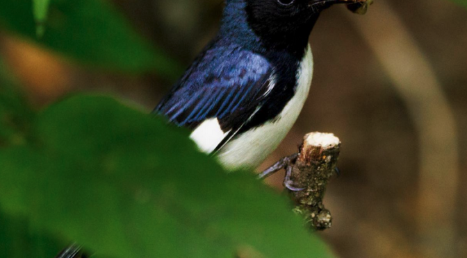 Black-throated Blue Warblers in western NC