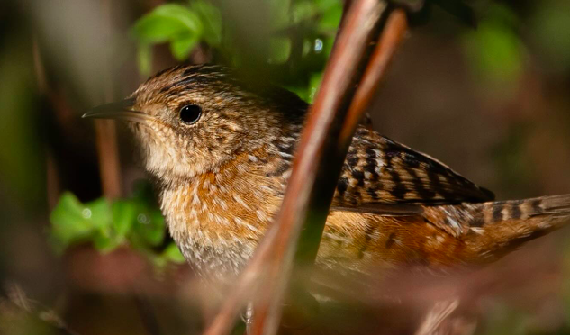 Rare bird alert NC- A Sedge Wren in Durham